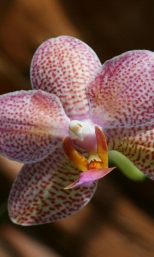 Orchids garden Live Wallpaper截图4