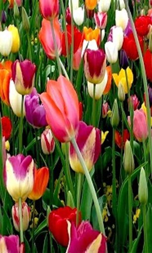 Tulip Field Live Wallpaper截图5