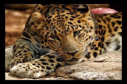 Leopard Wallpaper LWP截图3