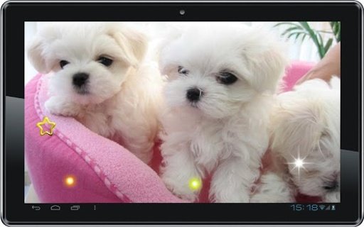 Cute Puppy Best live wallpaper截图4