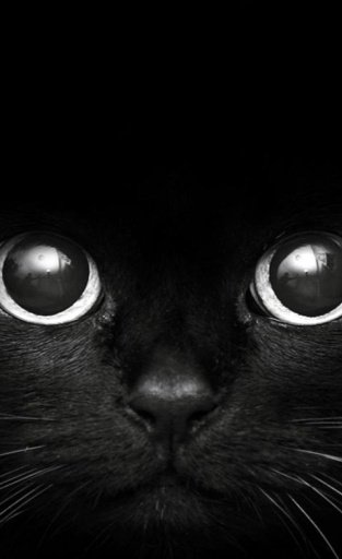 BLACK CATS HD WALLPAPER截图6