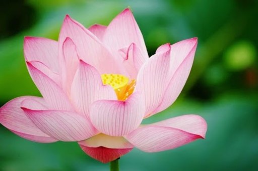 Lotus wallpaper截图3