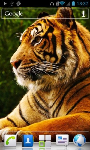 Tigers Live Wallpaper HD截图1