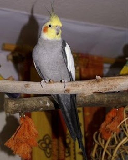 The Talking Cockatiel Parrot截图1