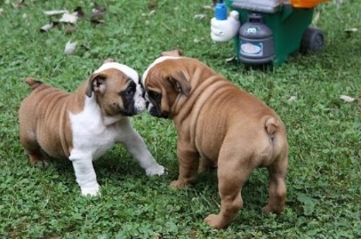 English Bulldog截图9