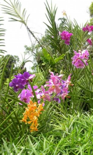 Orchids garden Live Wallpaper截图5