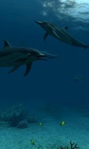 Dolphins live wallpaper截图3