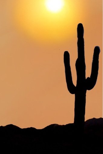 Sunset with Cactus LWP截图2