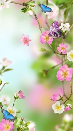 Flower Livewallpaper HD截图8