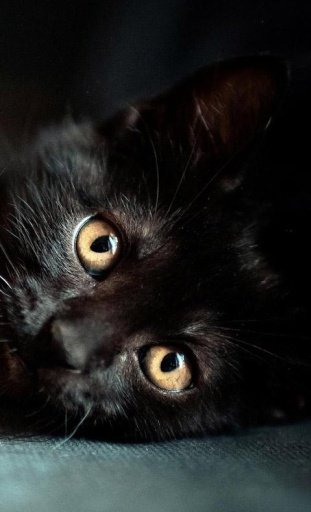 BLACK CATS HD WALLPAPER截图5