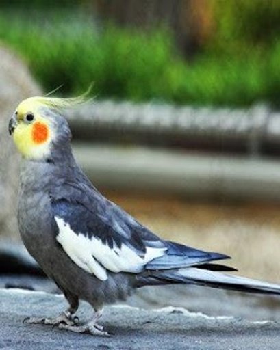 The Talking Cockatiel Parrot截图10