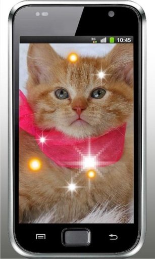 Pet Kitty photo Live Wallpaper截图3