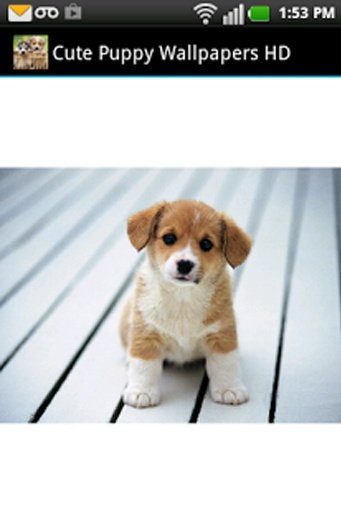 Cute Puppy Wallpapers HD截图4