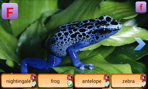 Real Animals Alphabet for kids截图5