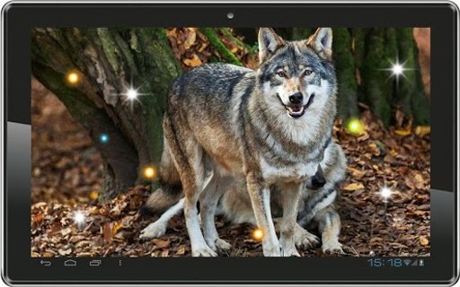 Angry Wolf HD live wallpaper截图2