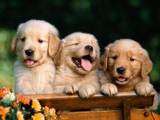 Cute Puppy Wallpapers HD截图2