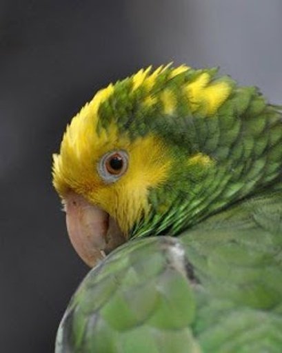 Amazing Talking Amazon Parrot截图9