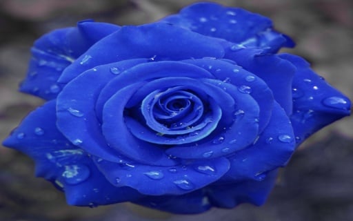 Blue Rose LWP截图3