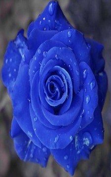 Blue Rose LWP截图