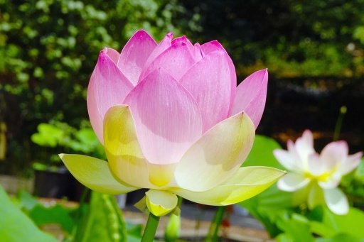 Lotus wallpaper截图1