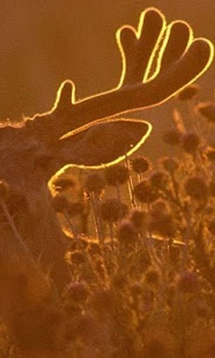 Deer Lite Wallpaper截图4