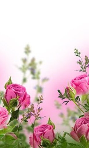 Flower Livewallpaper HD截图11