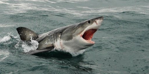 Shark Hungry截图4