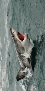 Shark Hungry截图