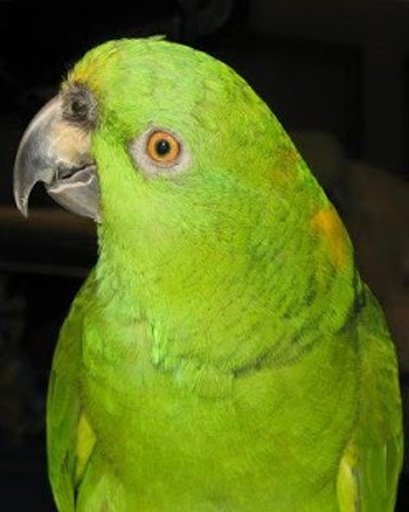 Amazing Talking Amazon Parrot截图3