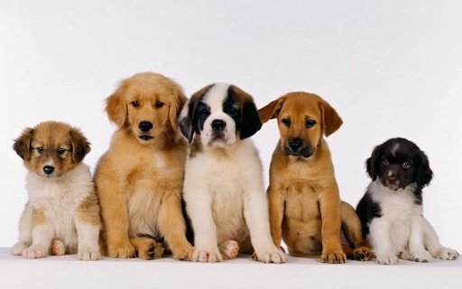 Cute Puppy Wallpapers HD截图6