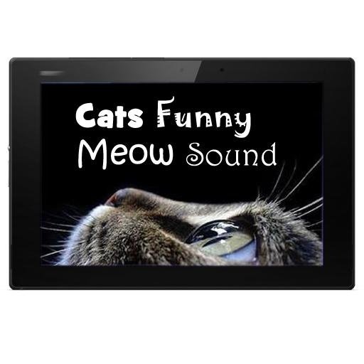 Cats Funny Meow Sound截图1
