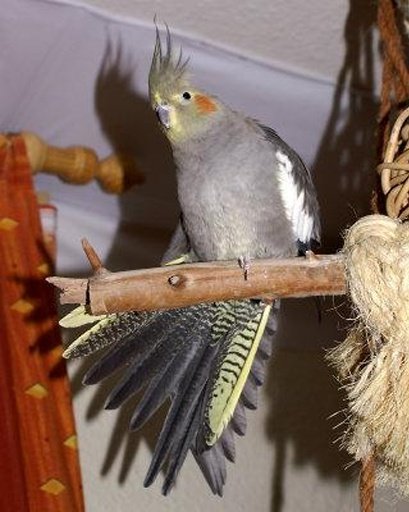 The Talking Cockatiel Parrot截图4