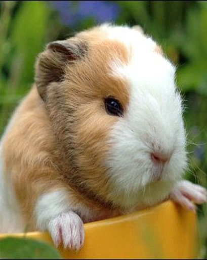 Annoying Talking Guinea Pig截图10