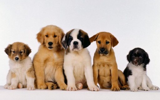 Cute Puppy Wallpapers HD截图1