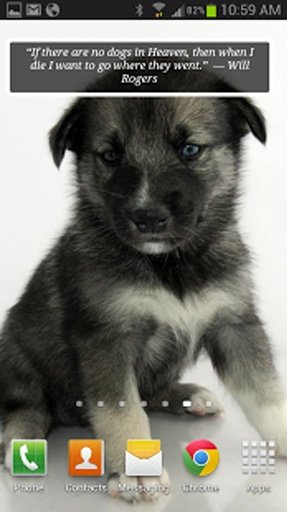 Puppies &amp; Dogs Cute Wallpaper截图7