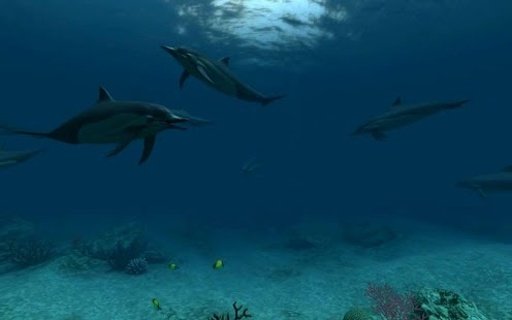 Dolphins live wallpaper截图4