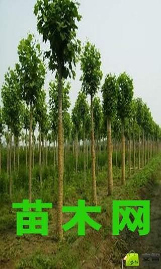 中国苗木网截图3
