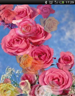 Rose Free Live Wallpaper截图1