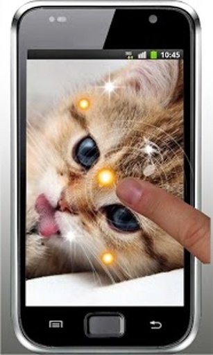 Pet Kitty photo Live Wallpaper截图2