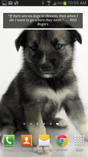 Puppies &amp; Dogs Cute Wallpaper截图6