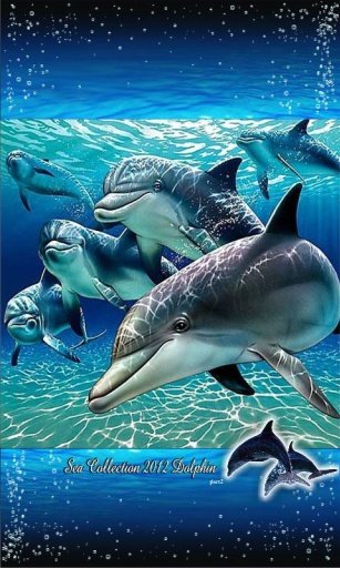 Dolphin Racing Live Wallpaper截图3