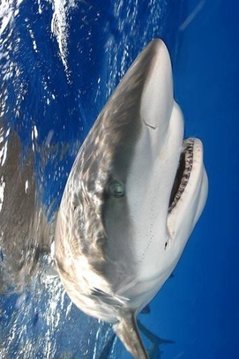 Shark Hungry截图