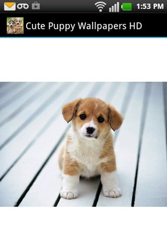 Cute Puppy Wallpapers HD截图3