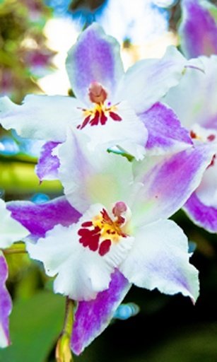 Orchids garden Live Wallpaper截图1