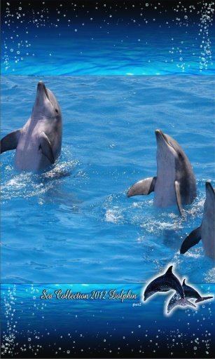 Dolphin Racing Live Wallpaper截图4