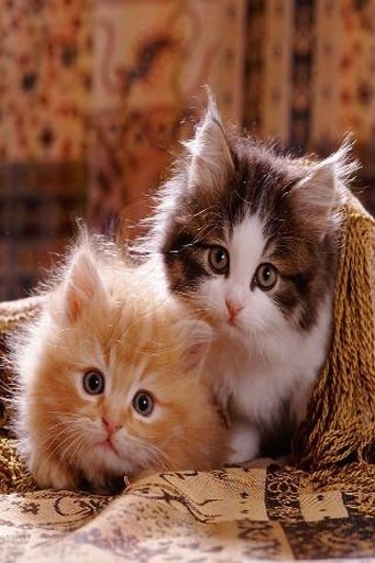 Cute Talking Cat Wallpapers截图1