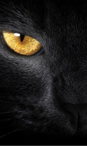 BLACK CATS HD WALLPAPER截图4