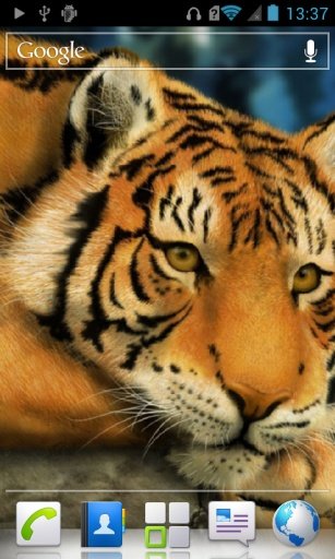 Tigers Live Wallpaper HD截图4