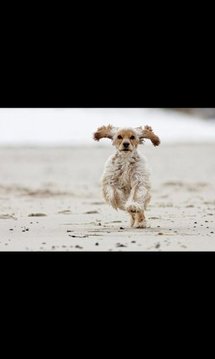 PackRunningDog Live Wallpaper截图