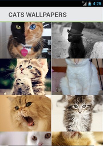 Cats Wallpapers Backgrounds截图3